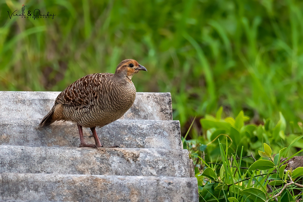 Grey Francolin